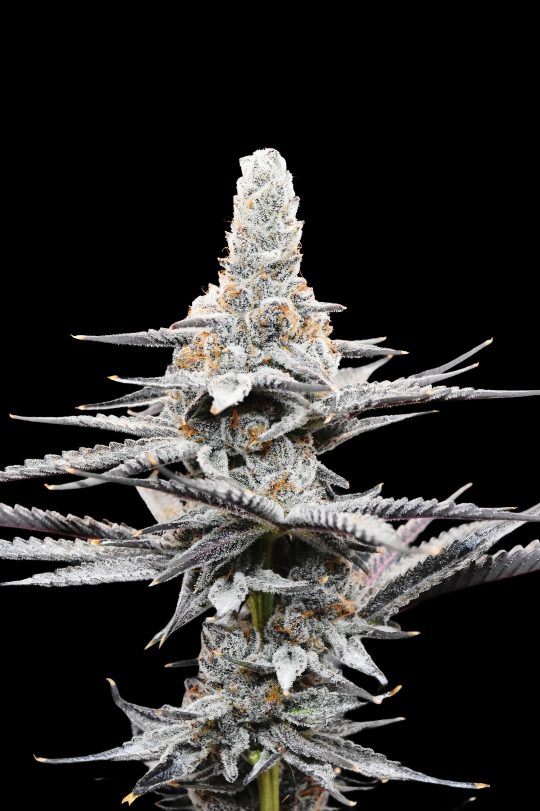 Cap 'N Kush