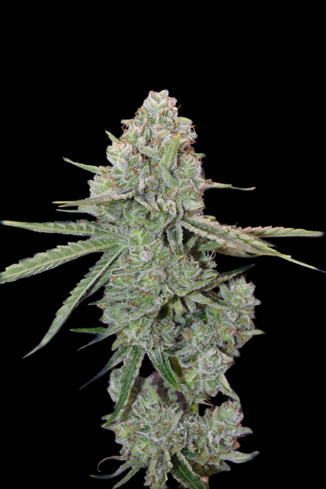Lemon Tree