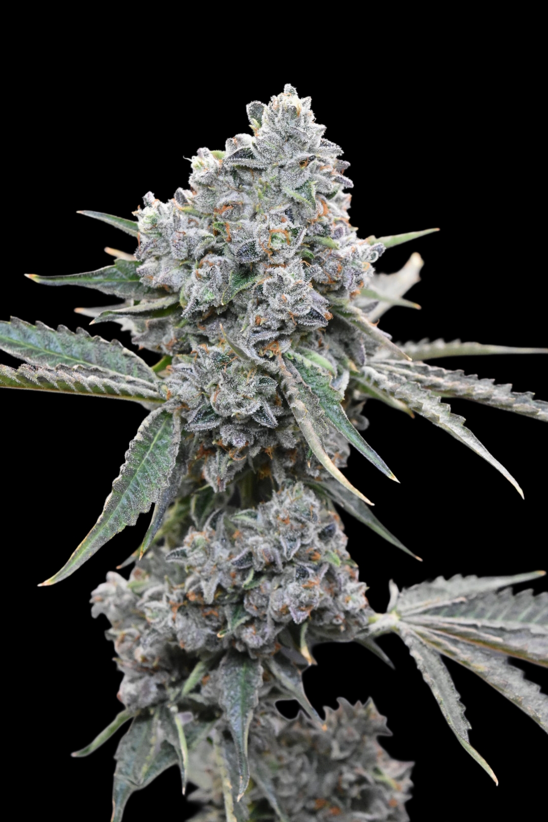 Gelato