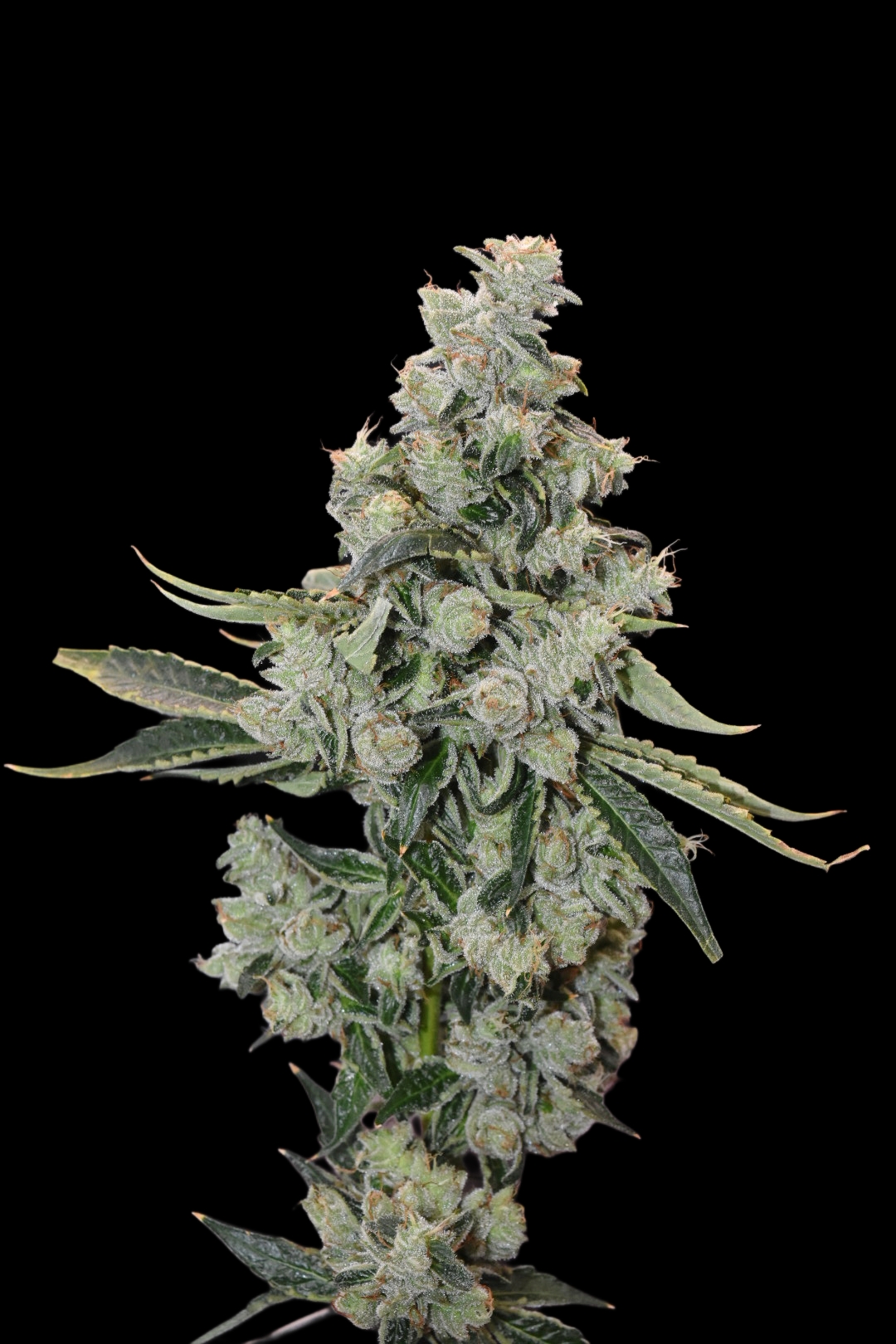 Lemon Cherry Gelato